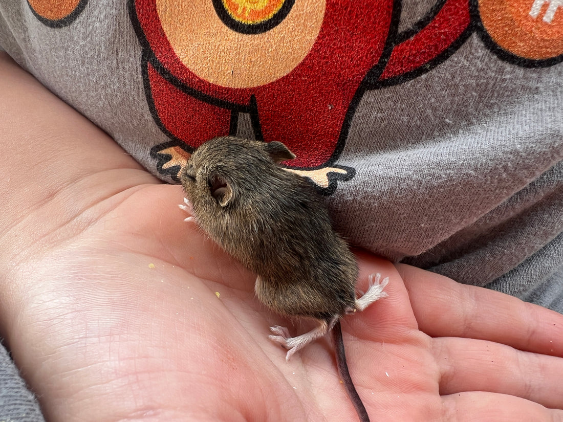 My mouse, Squeak